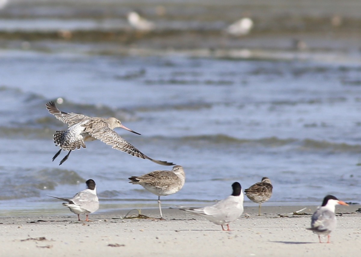 Bar-tailed Godwit (European) - ML66355011