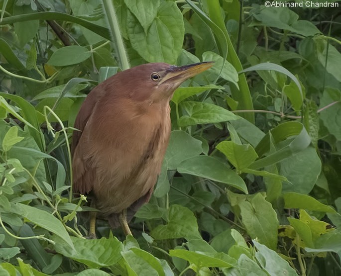 Cinnamon Bittern - ML66355241