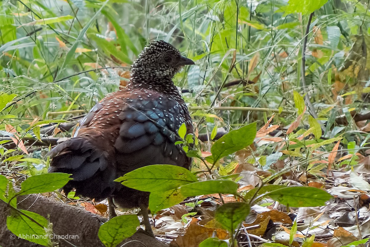 Painted Spurfowl - ML66356071