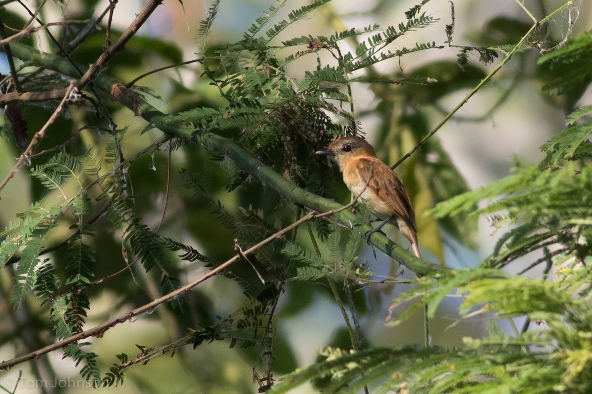 Chestnut-crowned Becard - Tom Johnson