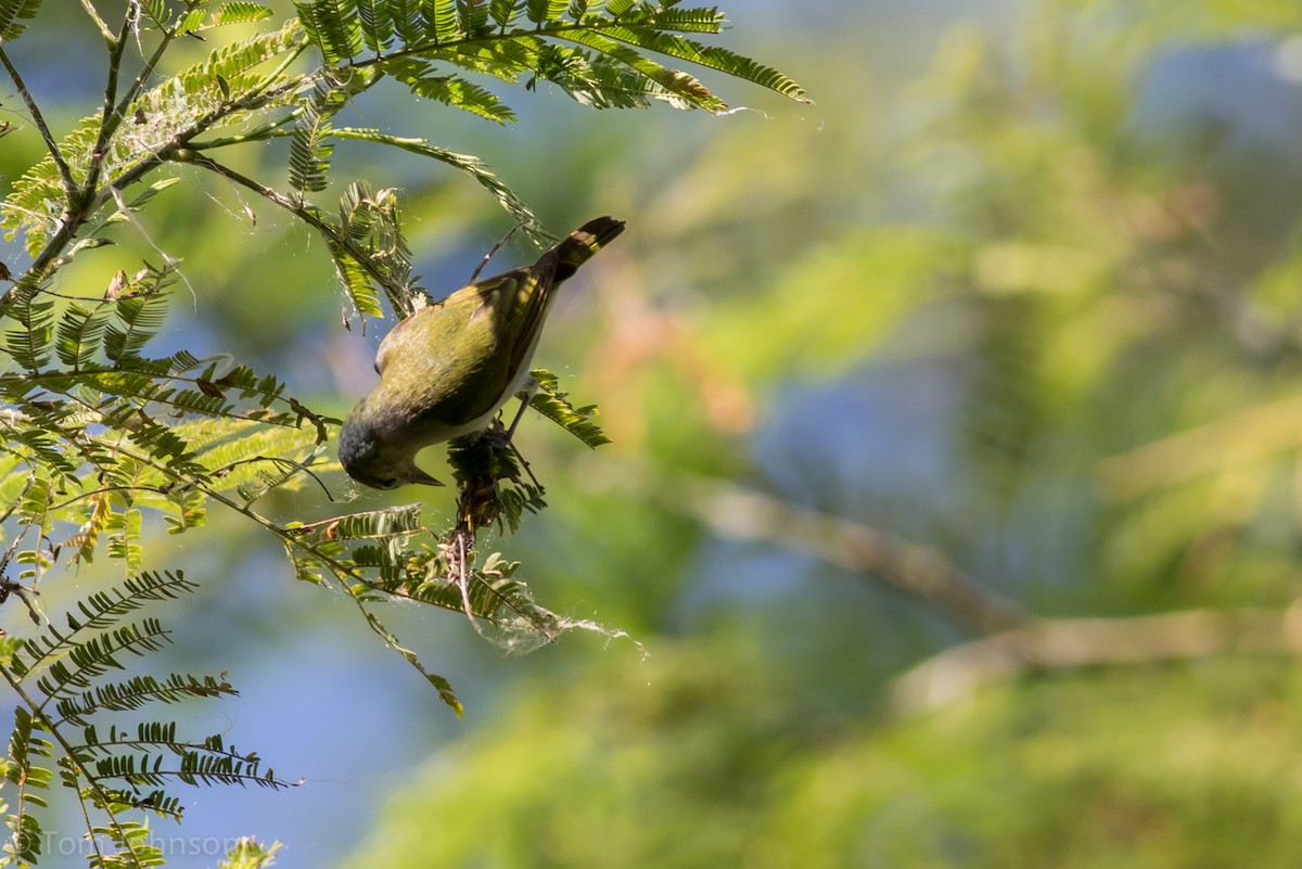 Chestnut-vented Conebill - Tom Johnson