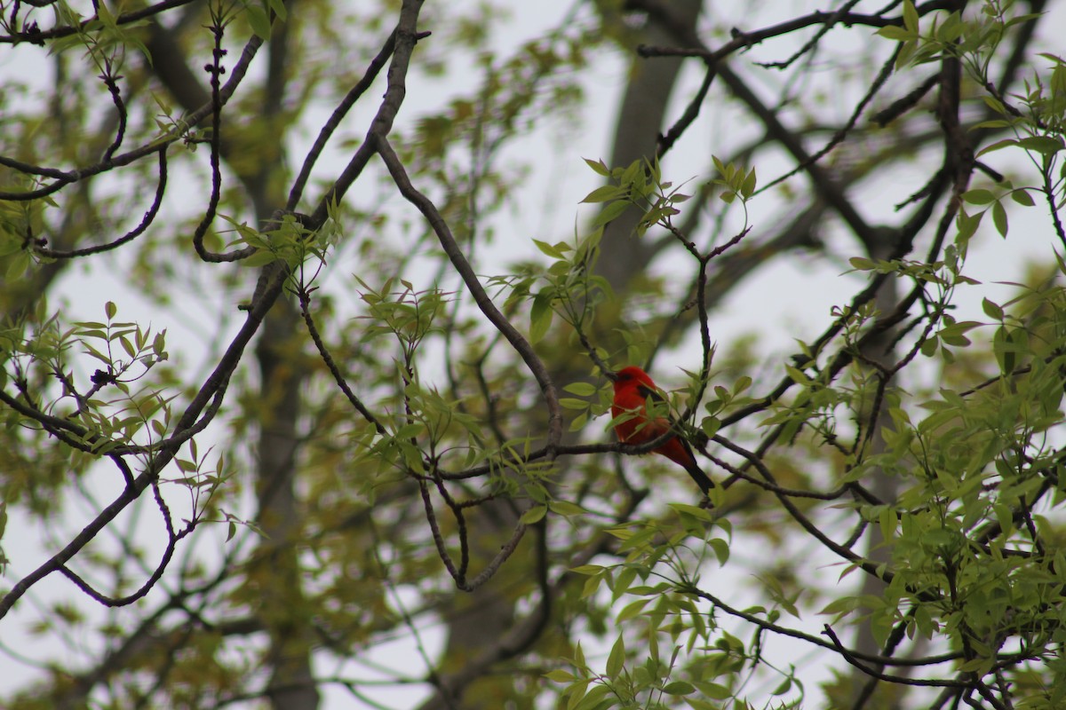 Scarlet Tanager - ML66359311