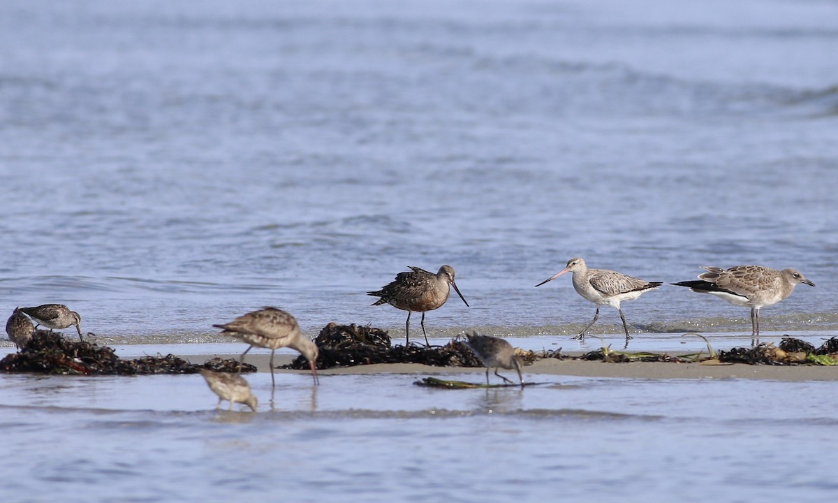 Bar-tailed Godwit (European) - ML66359441