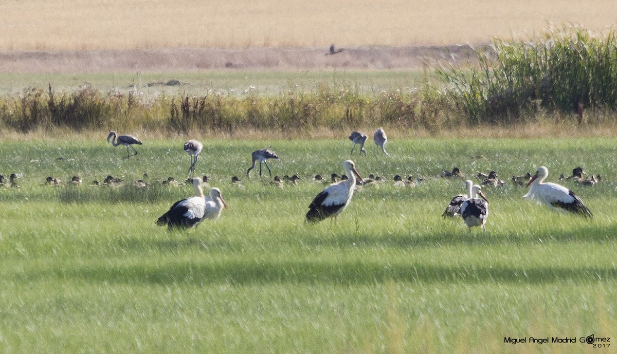 Greater Flamingo - ML66359461