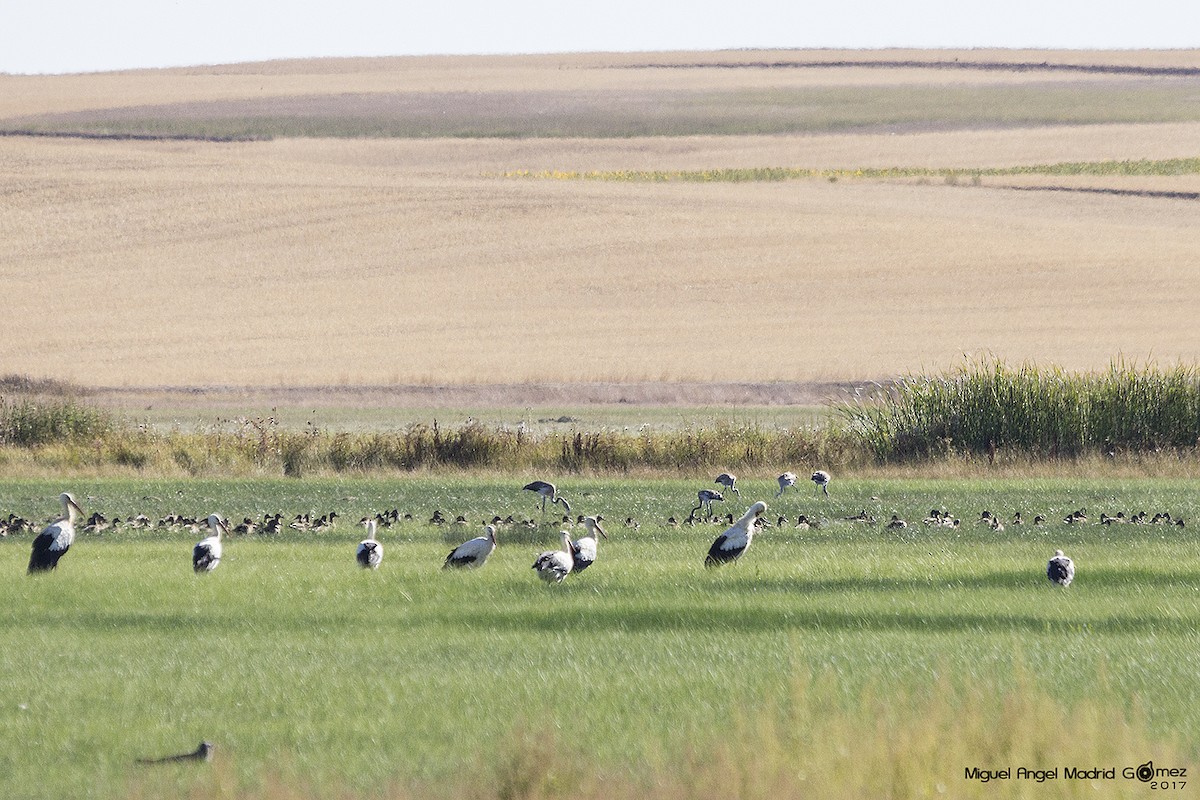 Greater Flamingo - ML66359481