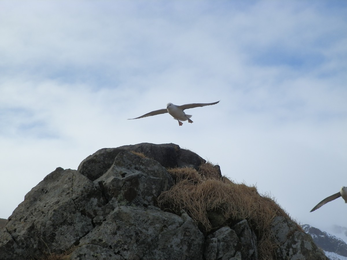 Northern Fulmar - Julien Lamouroux