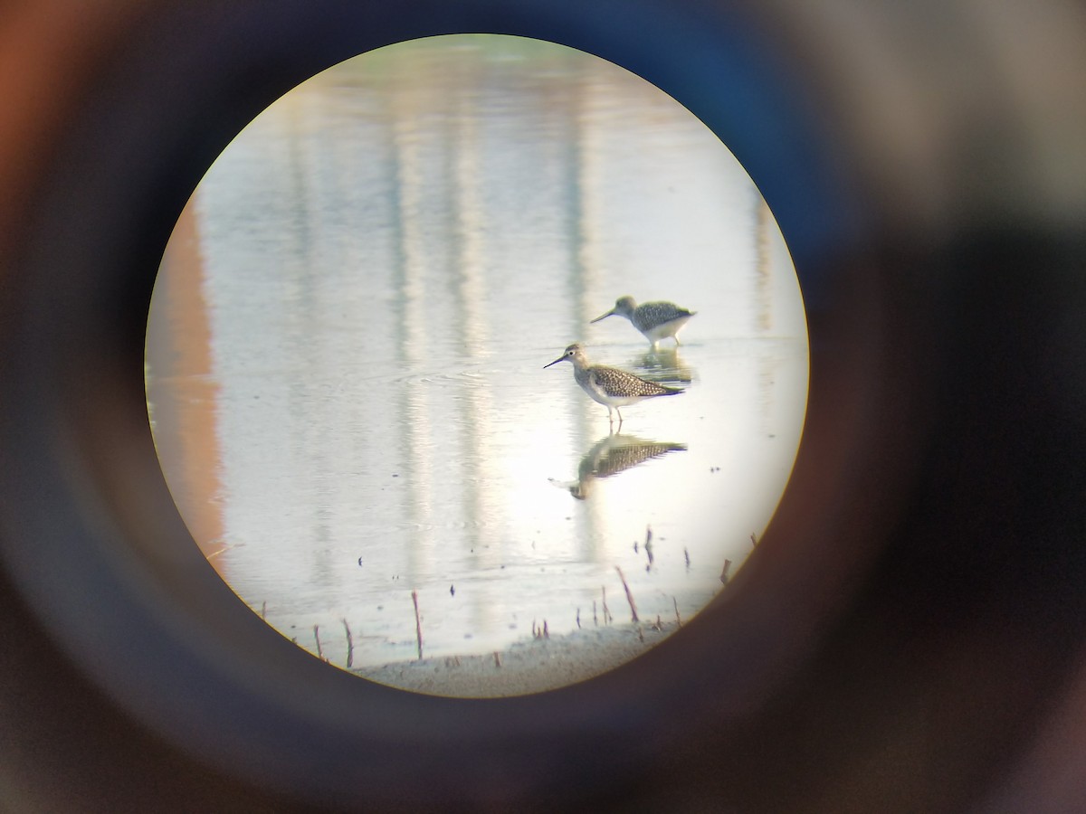 Lesser Yellowlegs - ML66360481