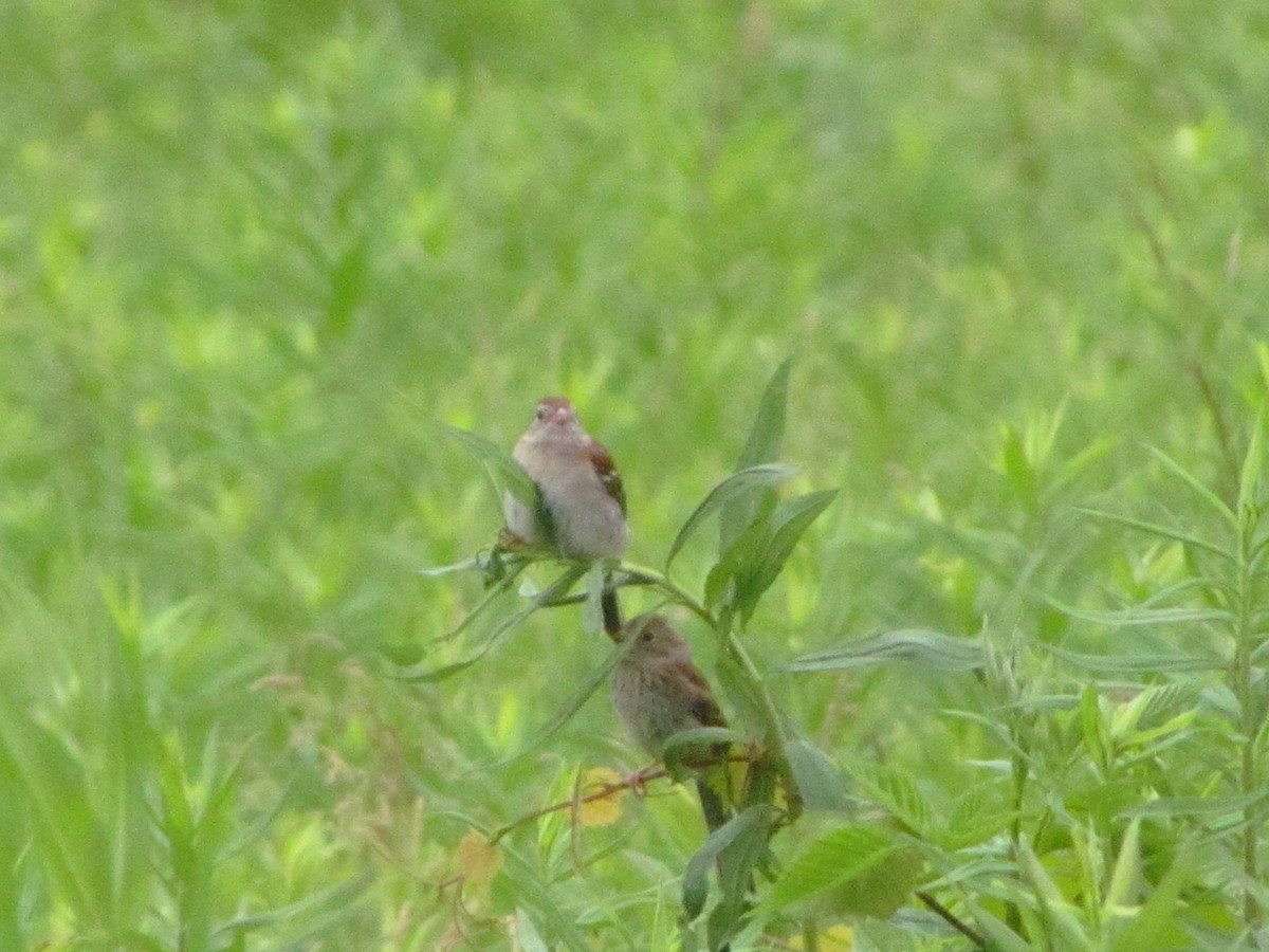 Field Sparrow - ML66361141