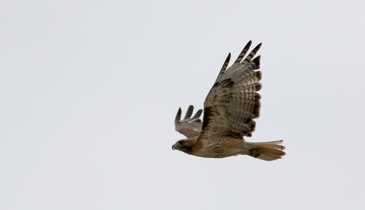 Red-tailed Hawk (calurus/alascensis) - ML66362941