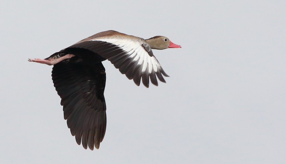 Dendrocygne à ventre noir - ML66363381