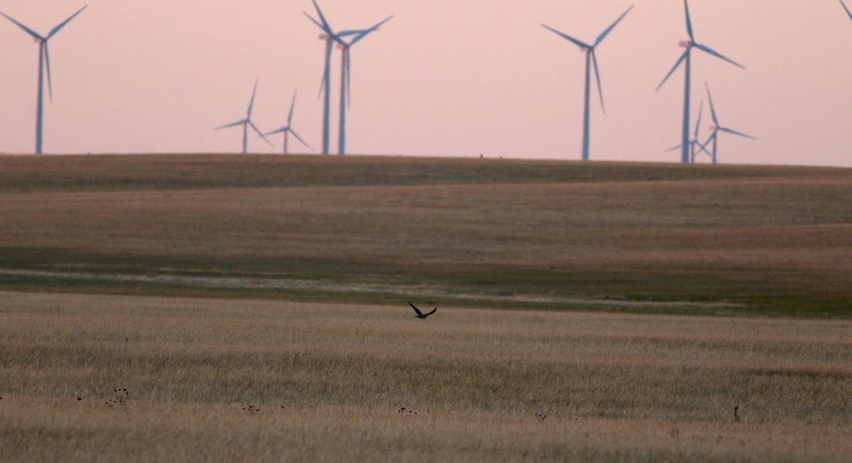 Prairie Falcon - ML66363561