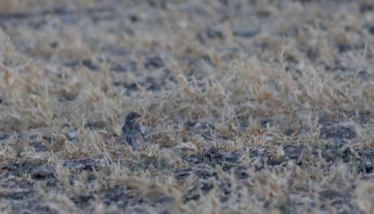 Thick-billed Longspur - ML66363571