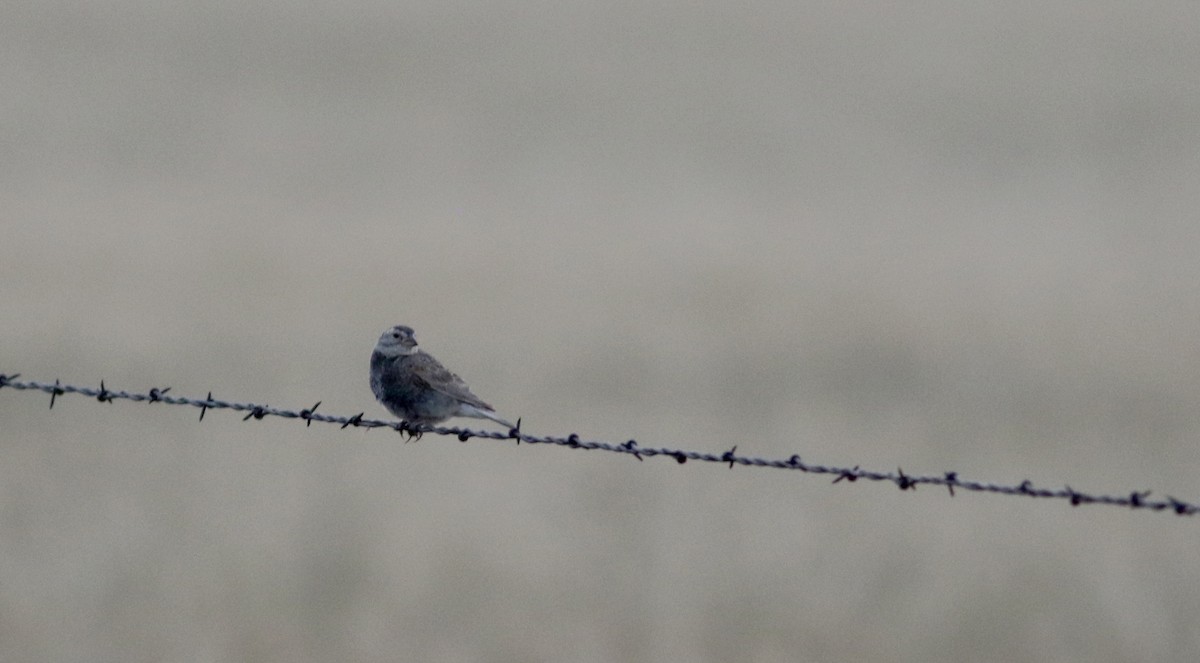 Thick-billed Longspur - ML66363621