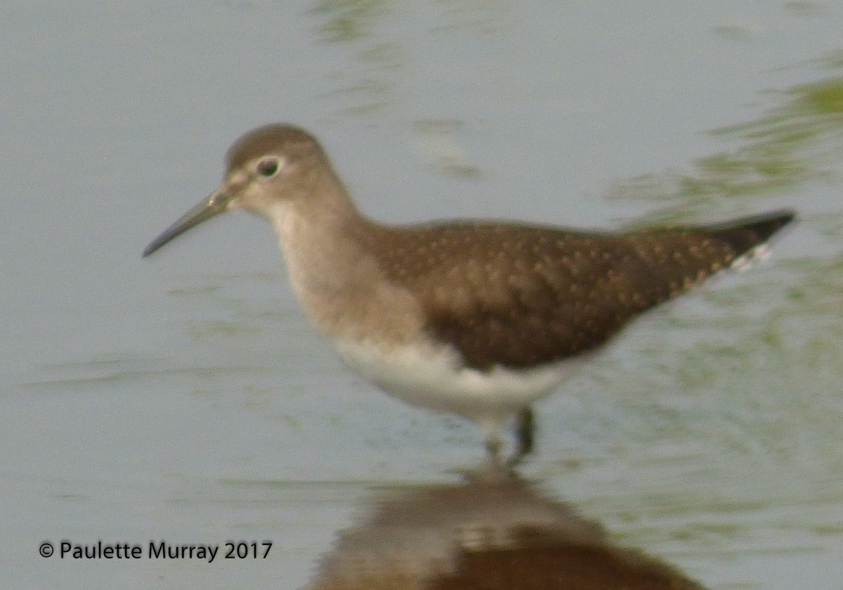 Solitary Sandpiper - ML66363791