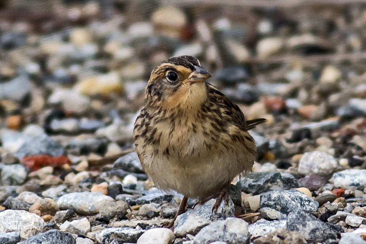 Saltmarsh Sparrow - ML66364641