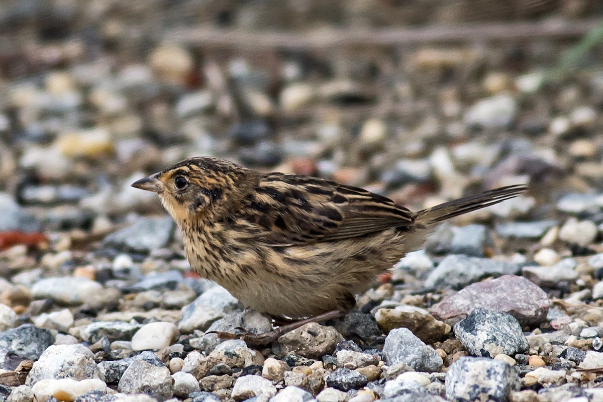 Saltmarsh Sparrow - ML66364701