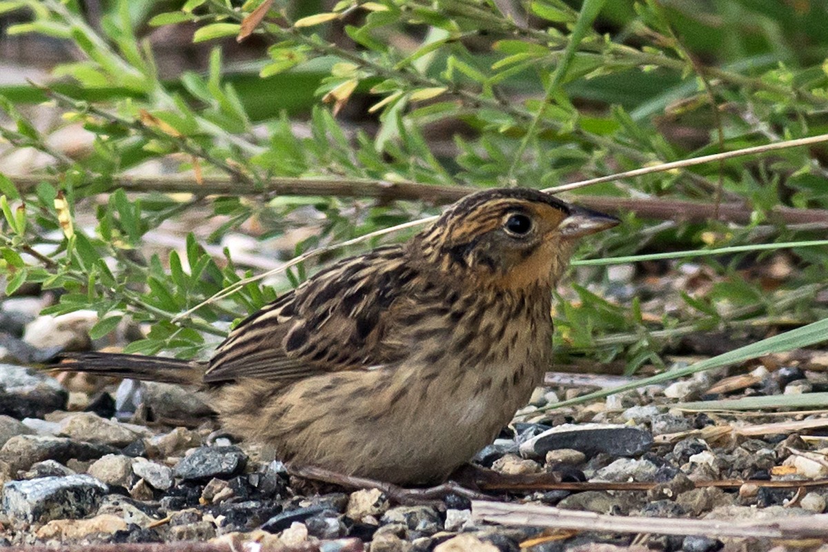 Saltmarsh Sparrow - ML66364711