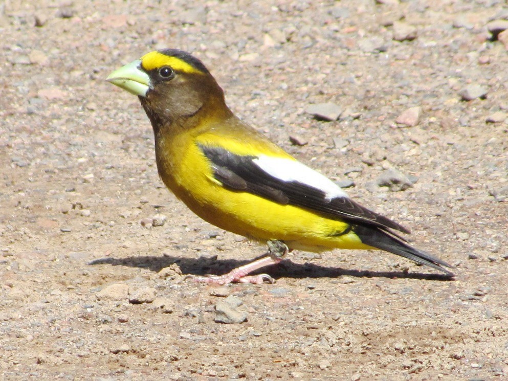 Evening Grosbeak - ML66364941