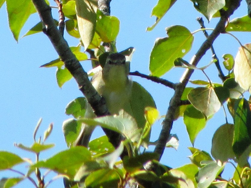 Philadelphia Vireo - Eckhard G.I. Garve