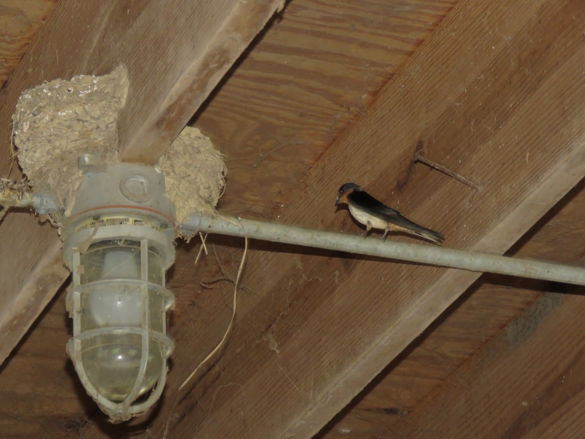 Barn Swallow - ML66366451