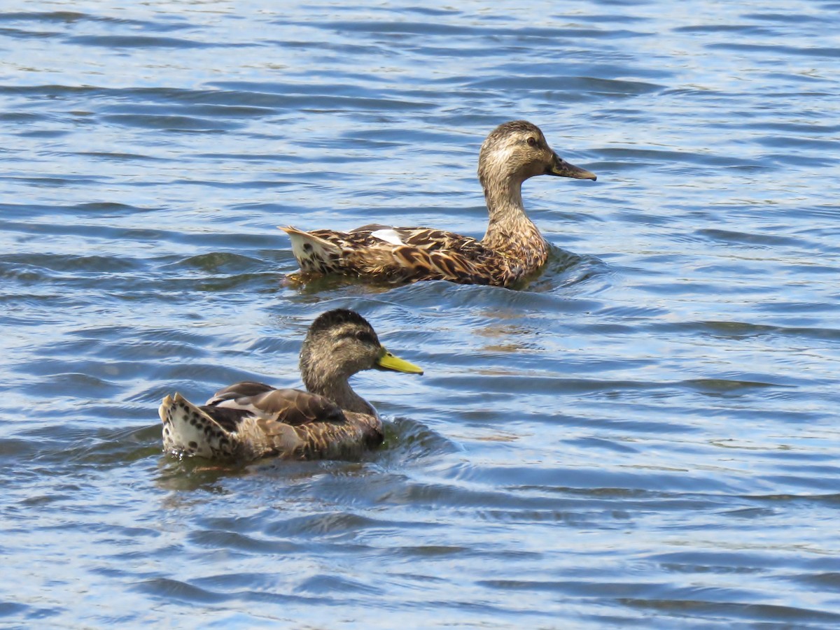 Canard colvert - ML66366461