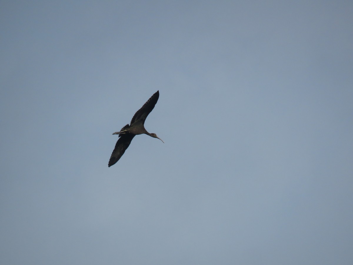 Glossy Ibis - ML66366741