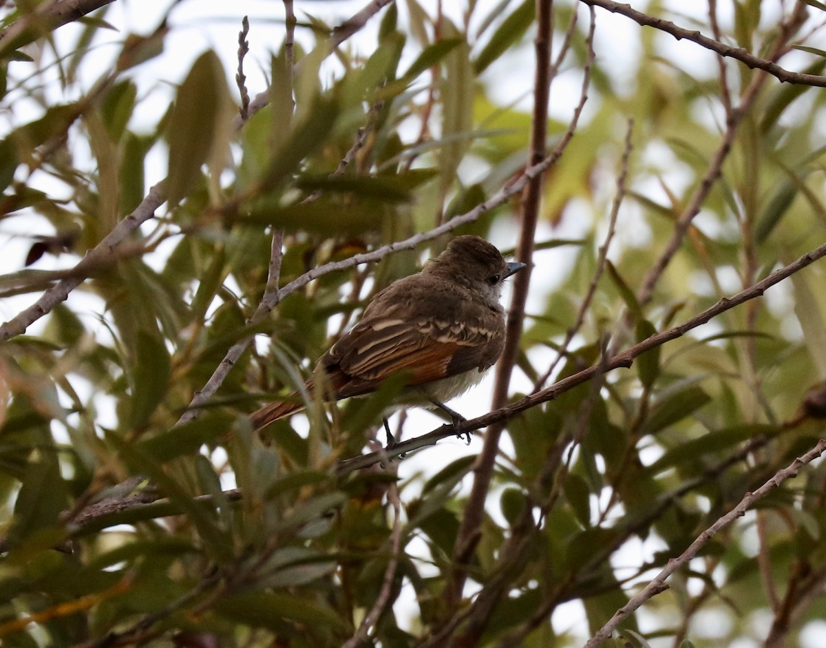 Ash-throated Flycatcher - John Bruin