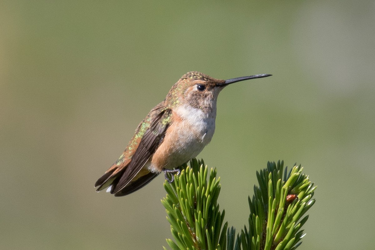 Rufous Hummingbird - Chuck Coxe