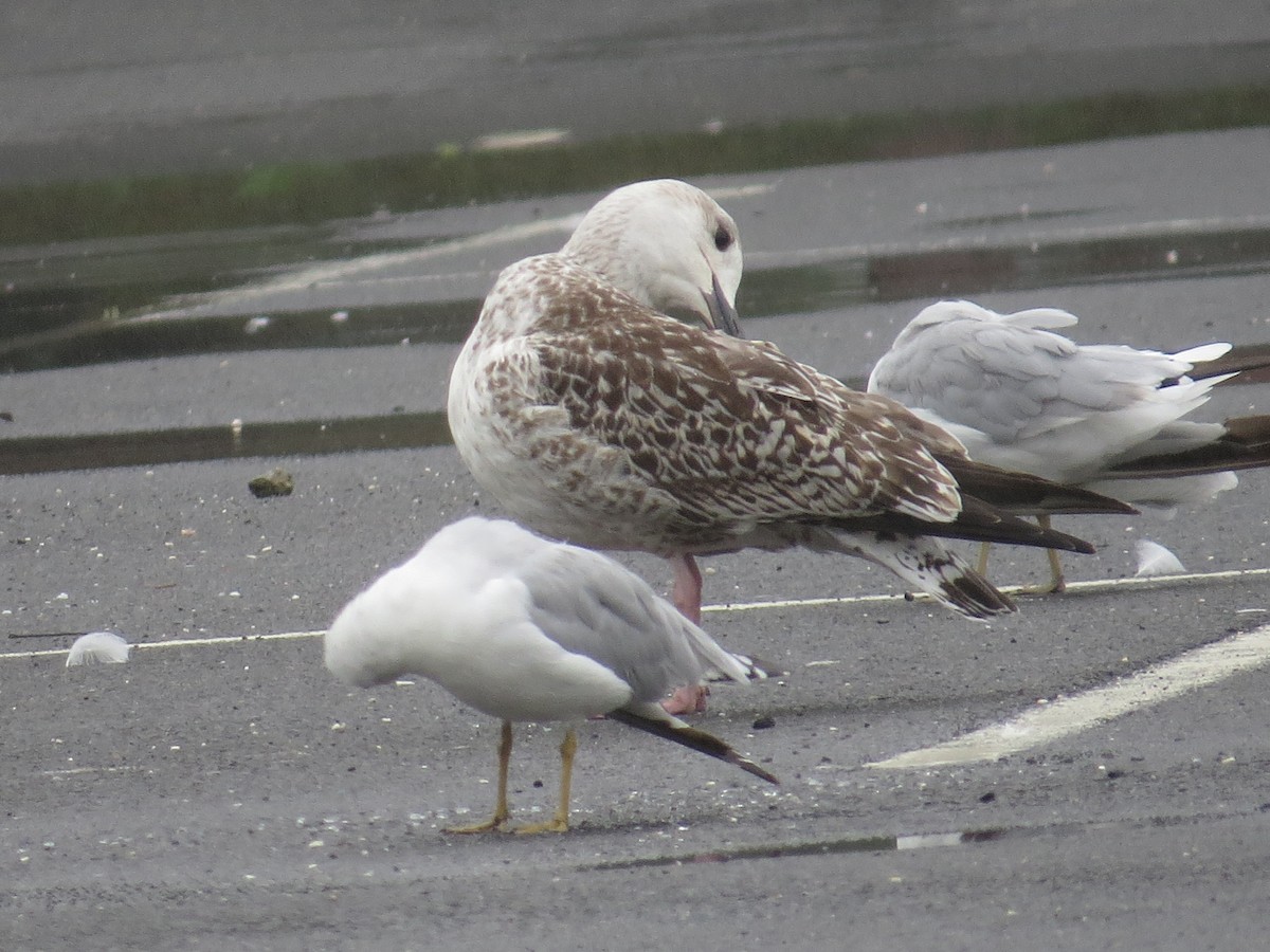 Great Black-backed Gull - ML66369531