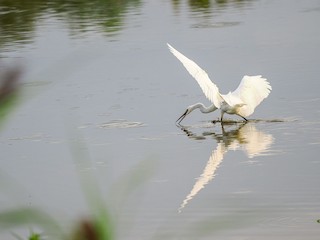 czapla nadobna