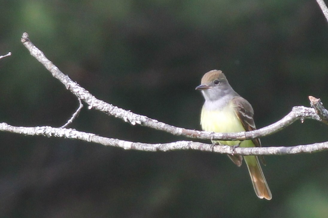 Great Crested Flycatcher - ML66371871