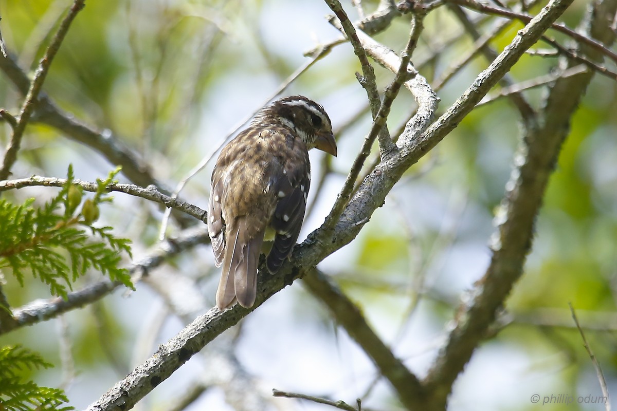 Rose-breasted Grosbeak - ML66374201