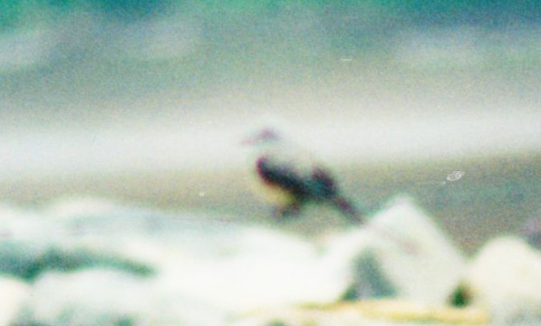 Scissor-tailed Flycatcher - Johnny Nickerson