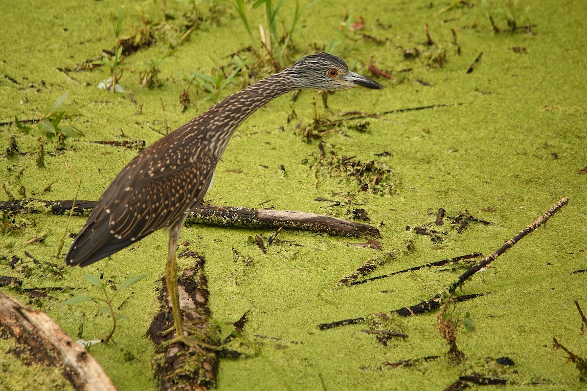 Yellow-crowned Night Heron - ML66375941