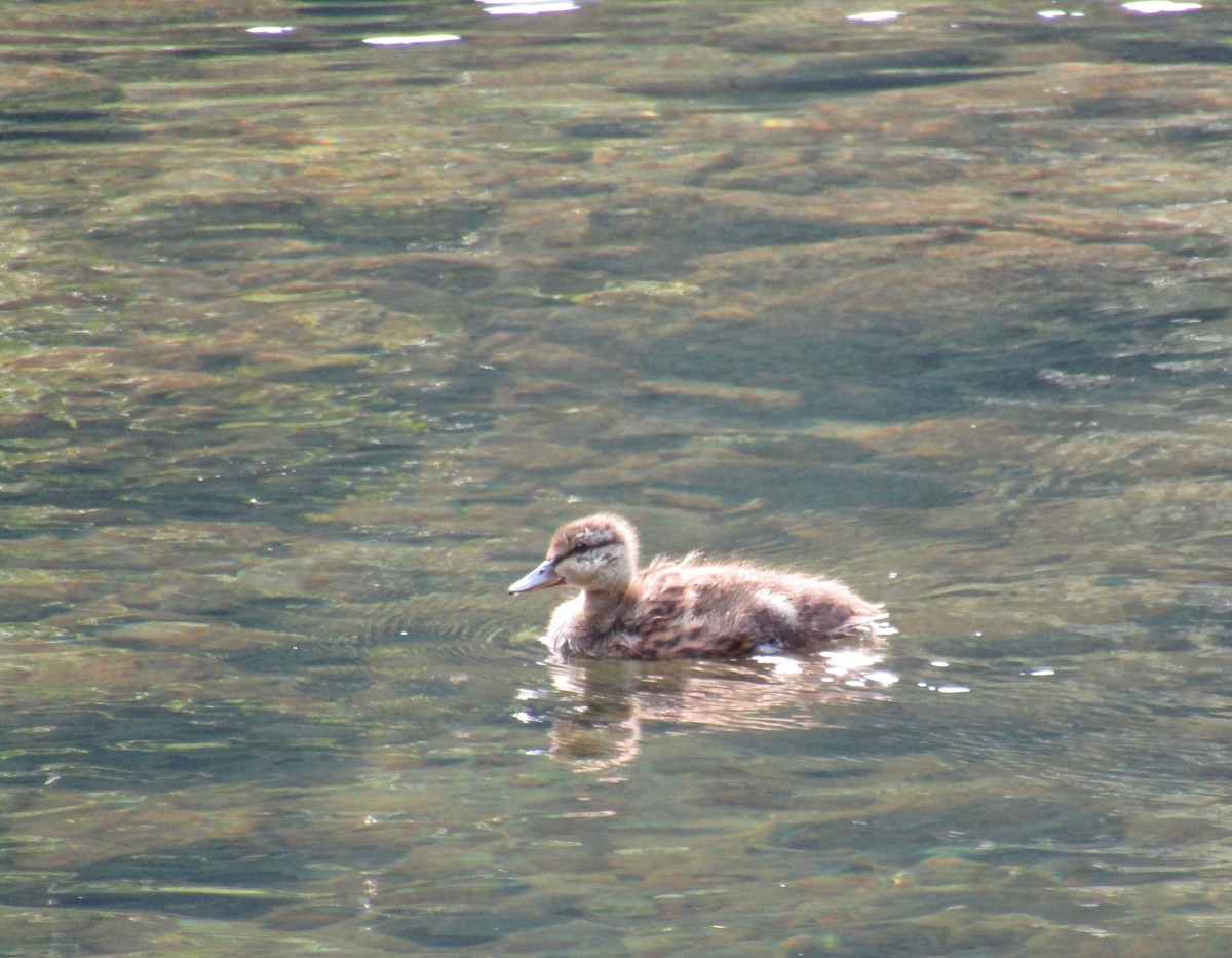 Mallard - ML66376701