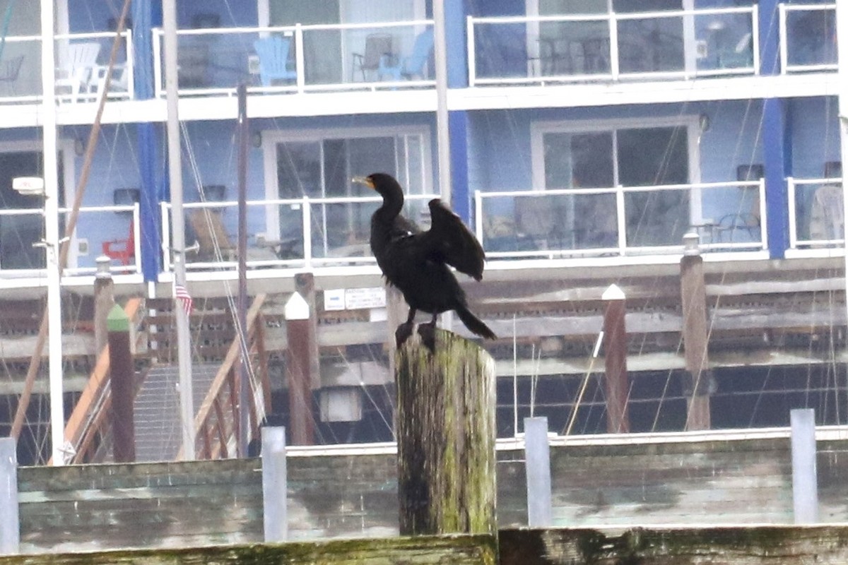 Double-crested Cormorant - ML66377061