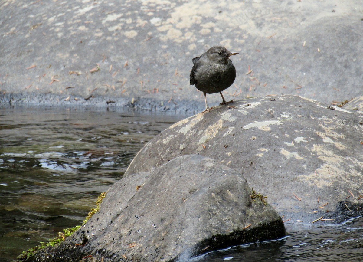 American Dipper - ML66377261