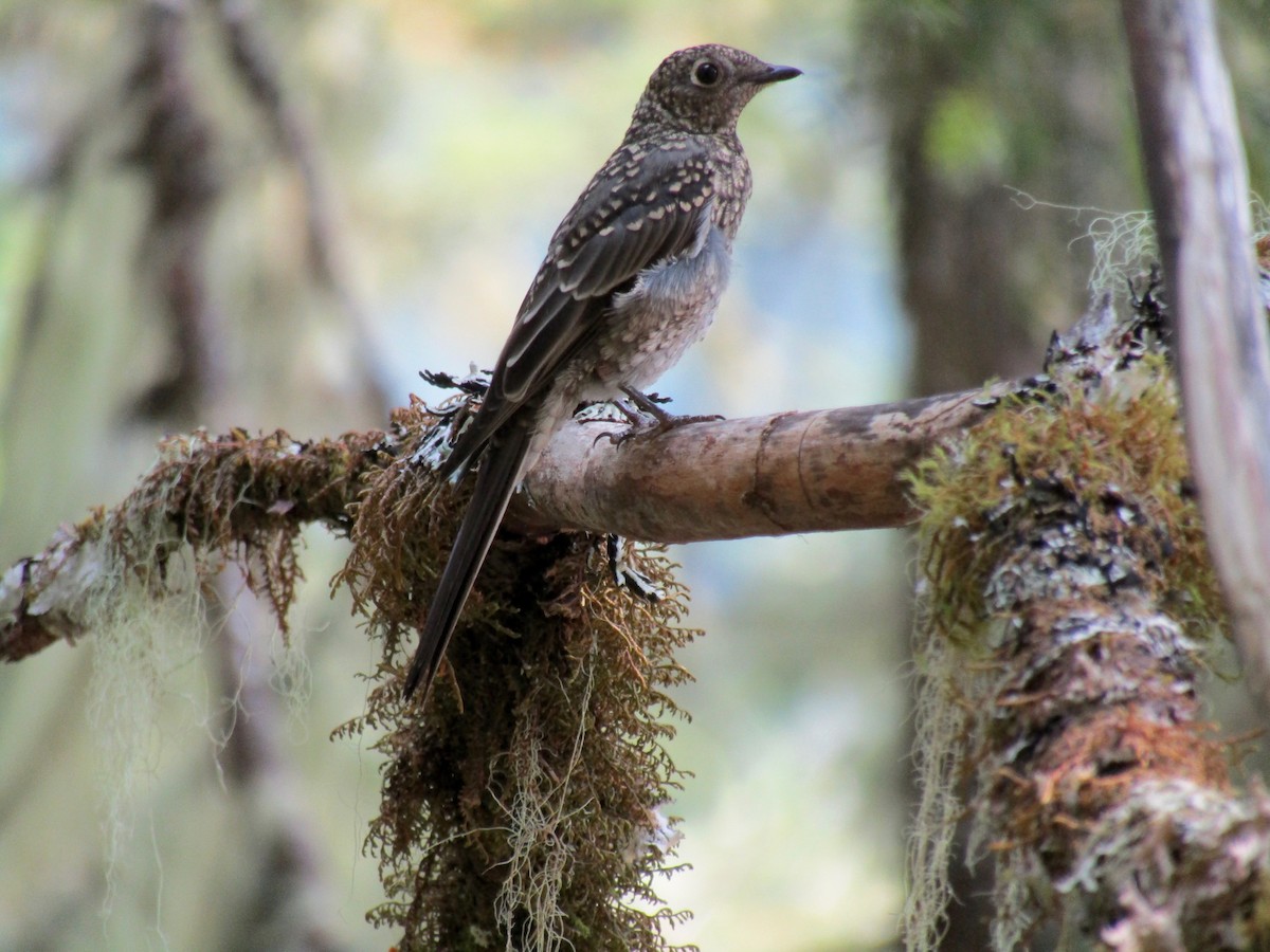 Townsend's Solitaire - ML66377501