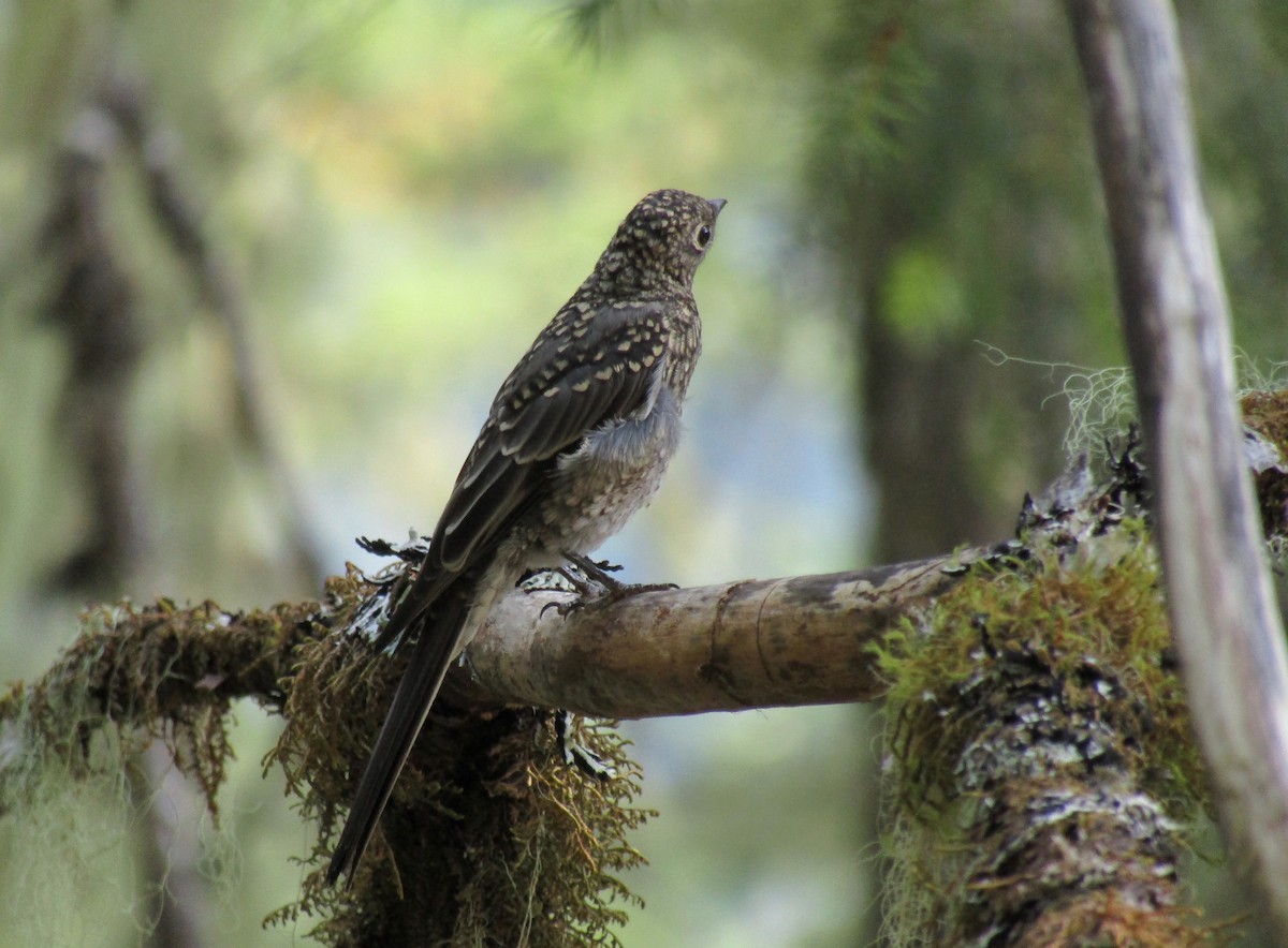 Townsend's Solitaire - ML66377531