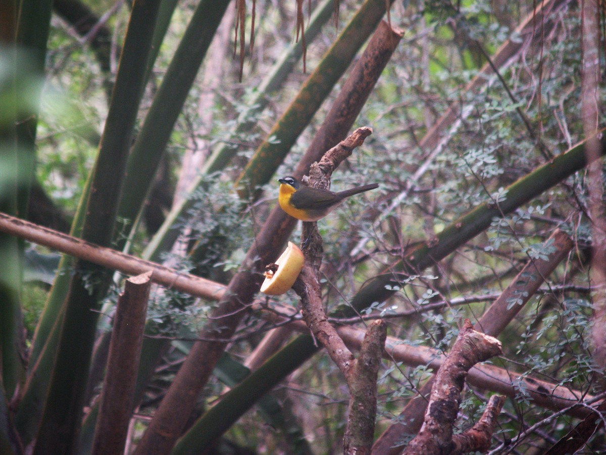 Yellow-breasted Chat - ML66377901