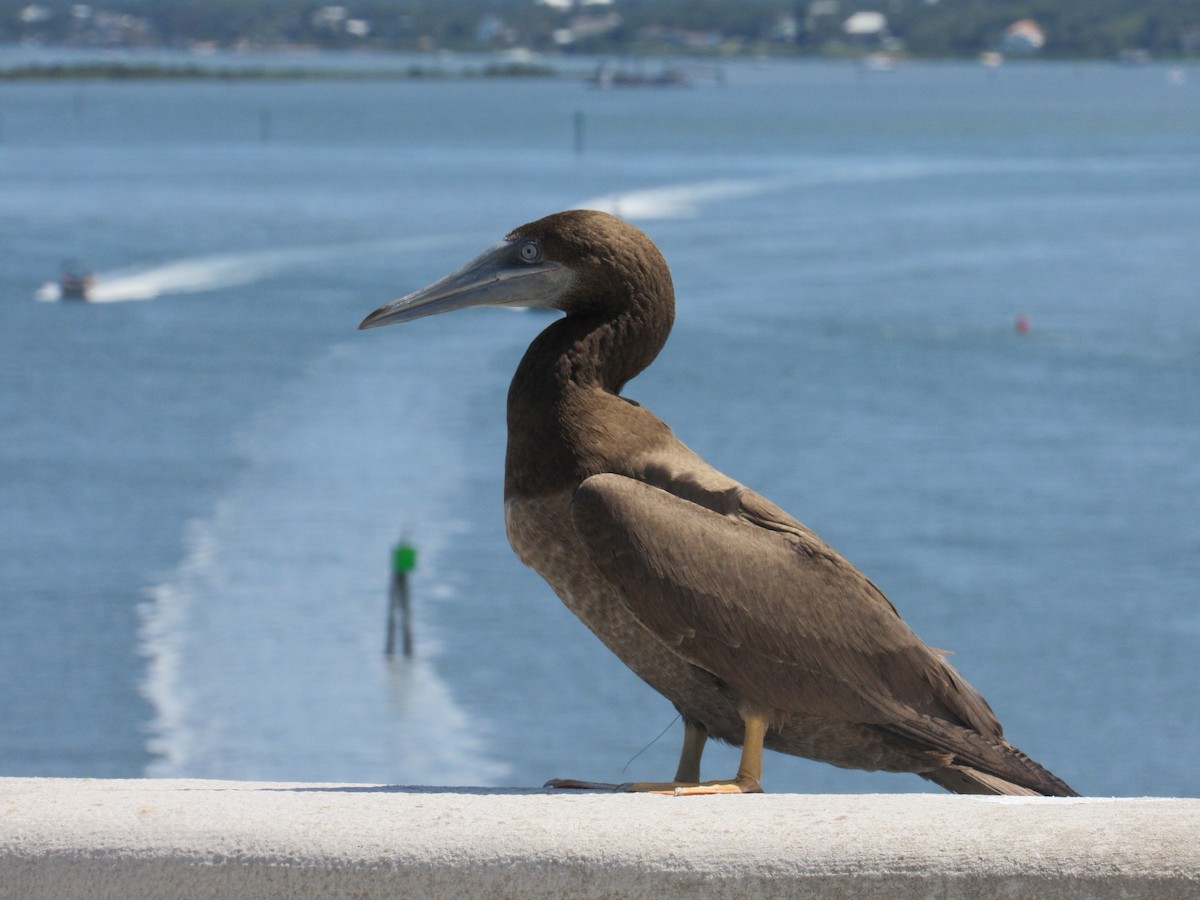 Brown Booby - David LaGrange