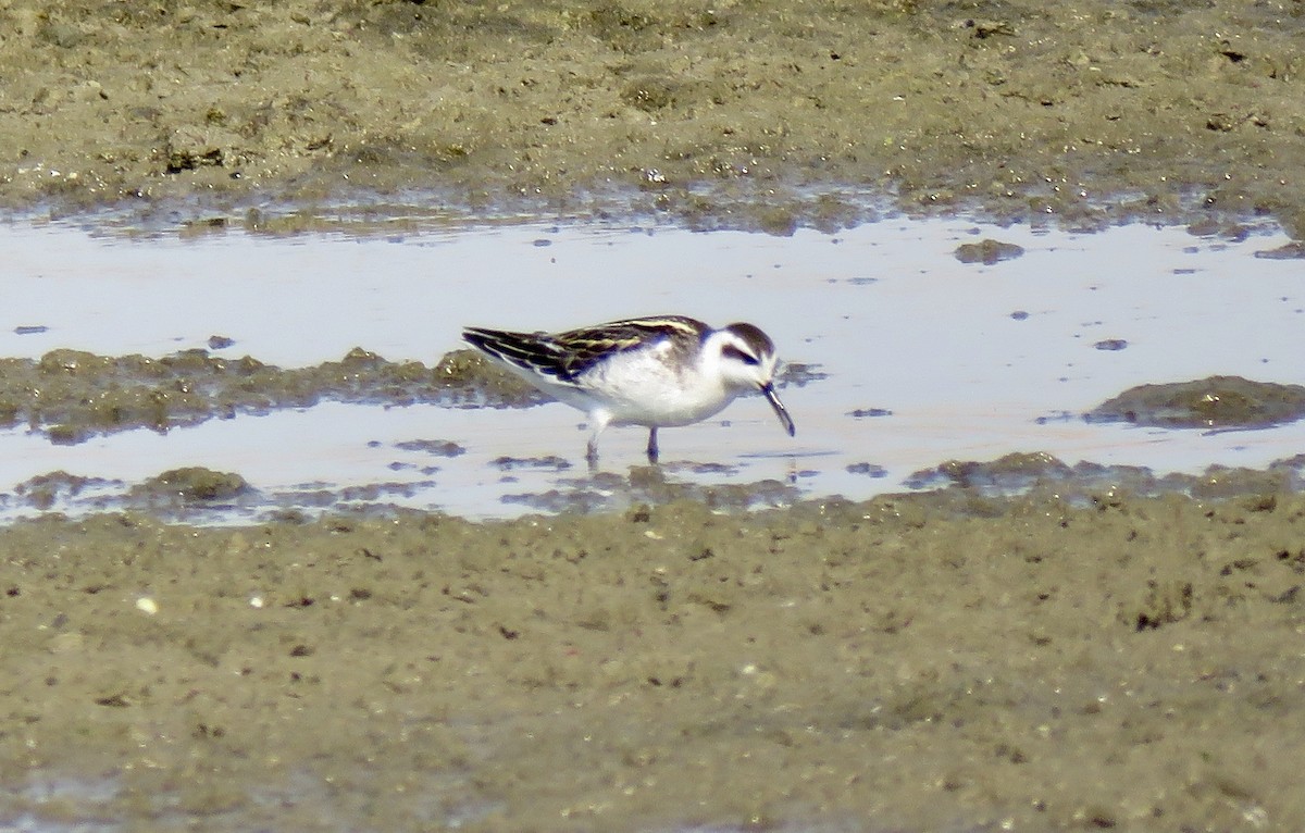 Круглоносый плавунчик - ML66378821