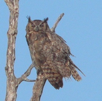 Great Horned Owl - ML66381021