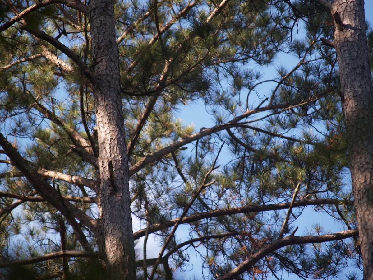 Red-cockaded Woodpecker - Jeff Sexton