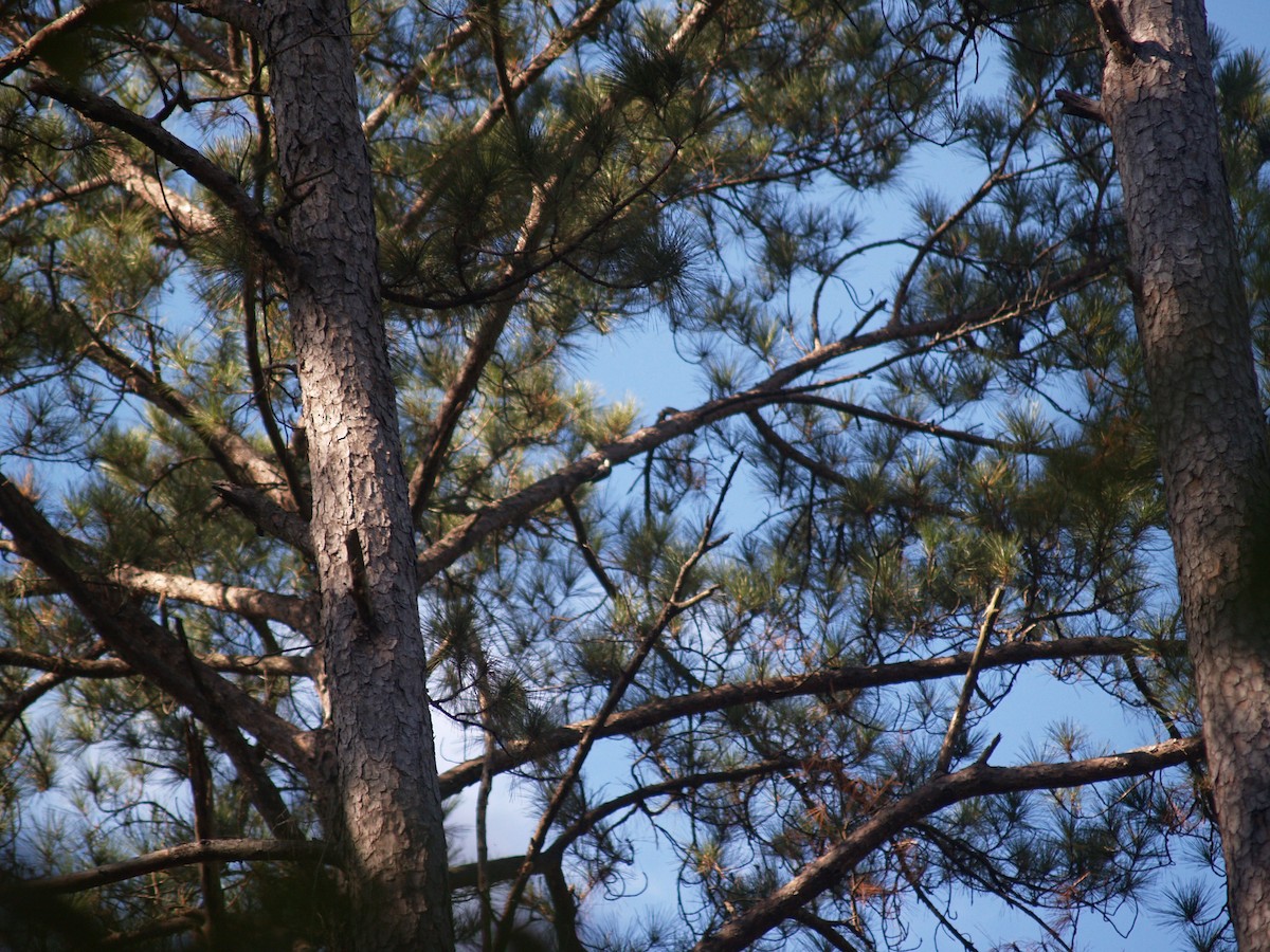 Red-cockaded Woodpecker - ML66381511