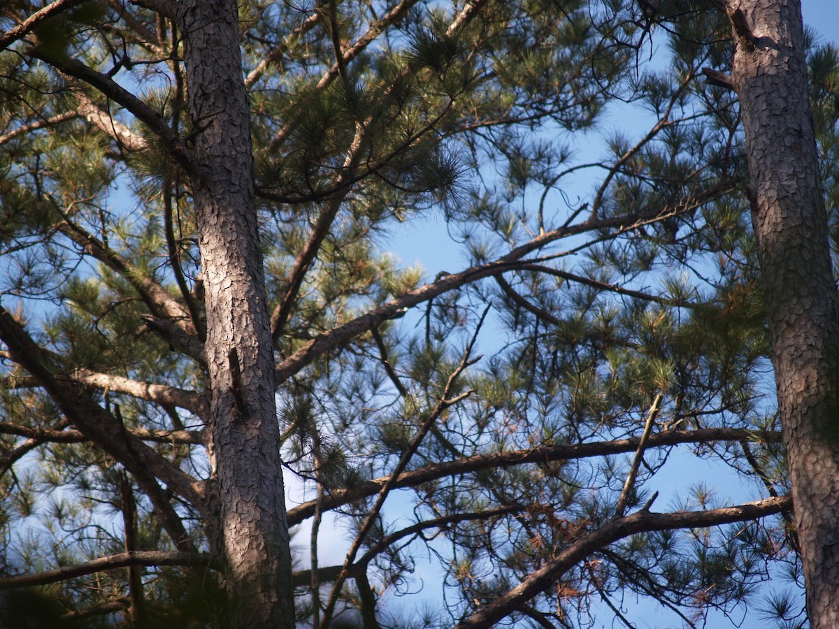 Red-cockaded Woodpecker - ML66381521