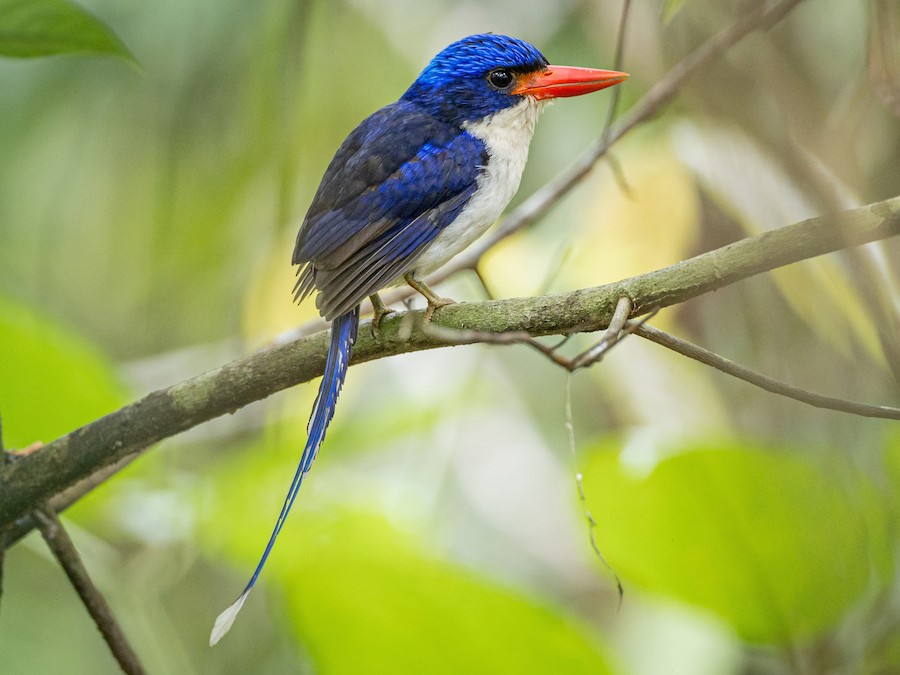 Obi Paradise-Kingfisher - eBird
