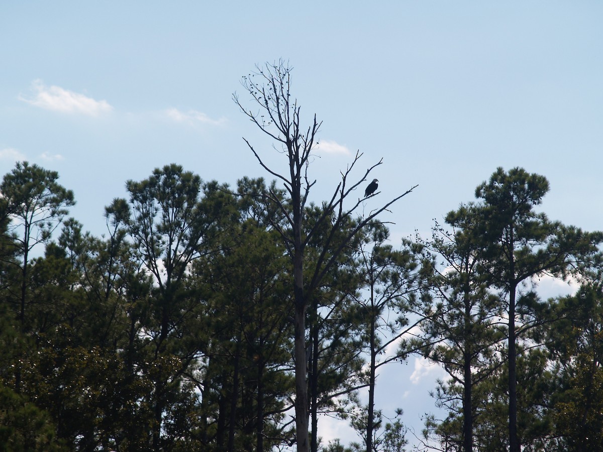 Bald Eagle - ML66381571