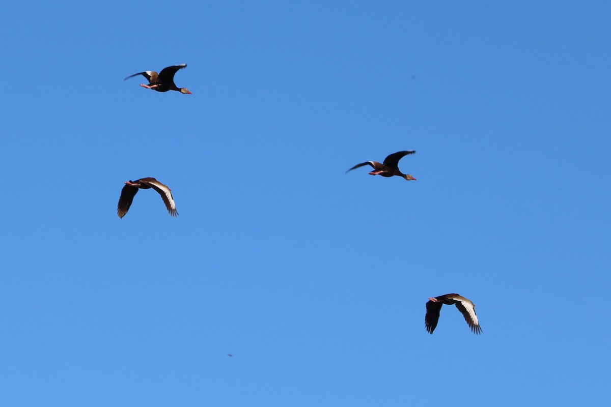 Black-bellied Whistling-Duck - ML66381651