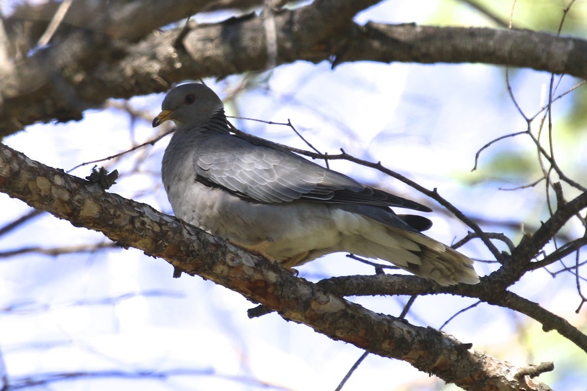 Band-tailed Pigeon - ML66382791